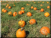Apple_n_Pumpkin_2.jpg