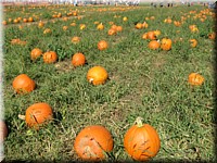 Apple_n_Pumpkin_3.jpg