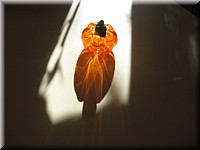 Apple_n_Pumpkin_5.jpg