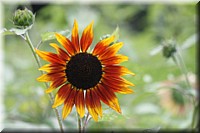 IMG_0550.JPG