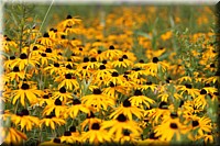 IMG_0555.JPG